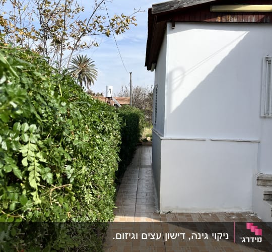 שיחים ירוקים לאורך שביל מרוצף ליד בית